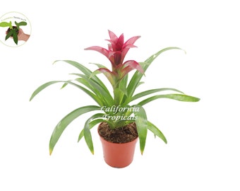 Purple Bromeliad -4'' From California Tropicals