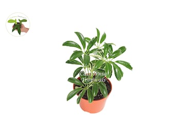 Schefflera Arboricola 'Umbrella Plant' Variegated' - 4'' from California Tropicals
