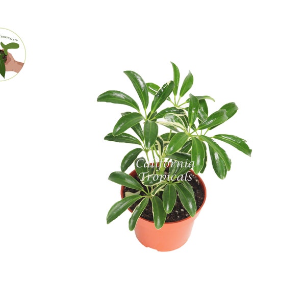 Schefflera Arboricola 'Umbrella Plant' Variegated' - 4'' from California Tropicals