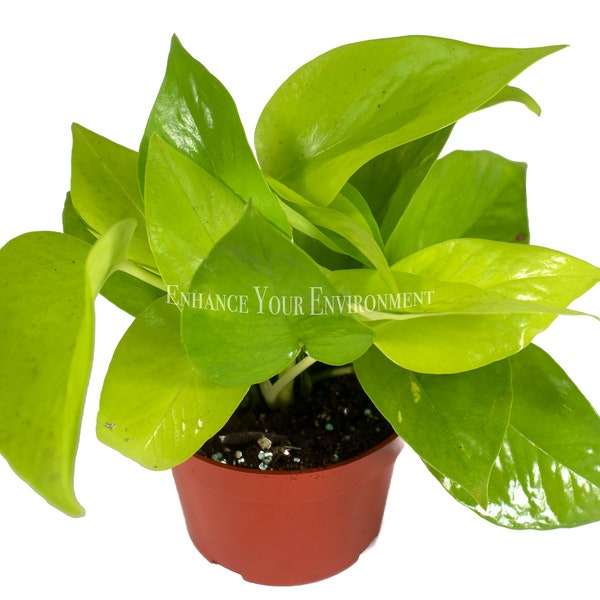 Pothos Neon - 4" from California Tropicals