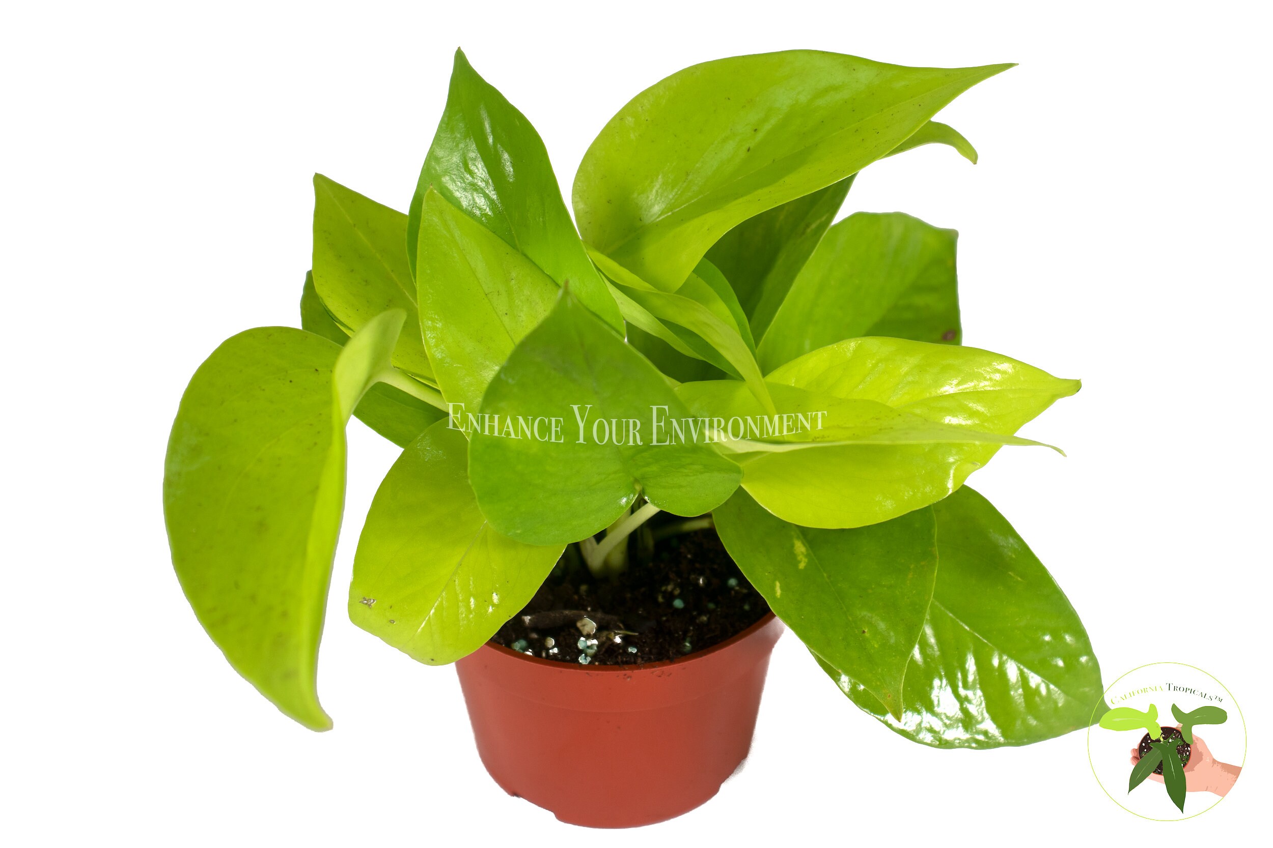 Pothos Neon – In Succulent Love