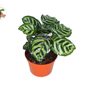 Calathea Peacock Makoyana- 6&#39;&#39; From California Tropicals