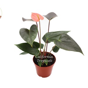 Rainbow Anthurium  - 4&quot; from California Tropicals