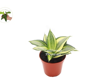 Sansevieria Sol Radiante - 4" from California Tropicals