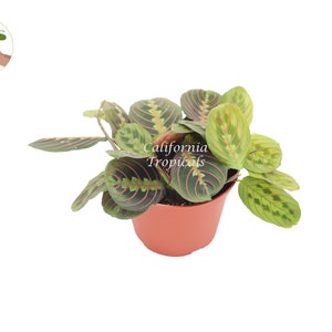 Red Maranta Prayer - 6&quot; from California Tropicals
