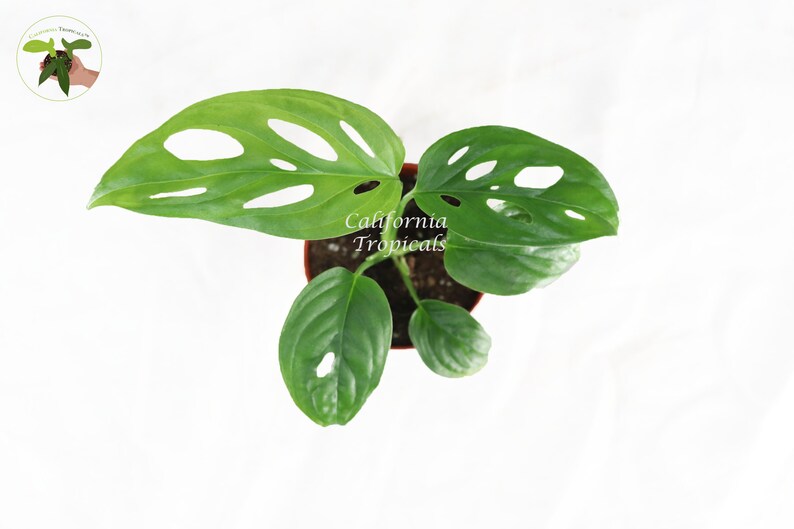 Monstera Adansonii Swiss Cheese Plant