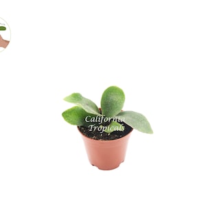 Staghorn Fern - 2.5'' from California Tropicals