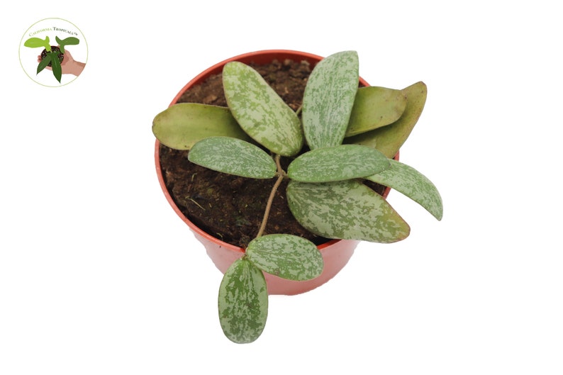 California Tropicals Hoya Sigillatis - Thumbnail 2