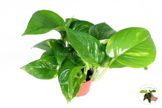 Golden Pothos 4 inch / Grower Pot by Succulents Box