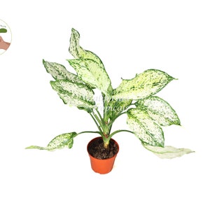 First Diamond Aglaonema - 4" from California Tropicals