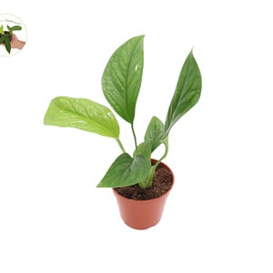 Mini Climbing Monstera - Etsy