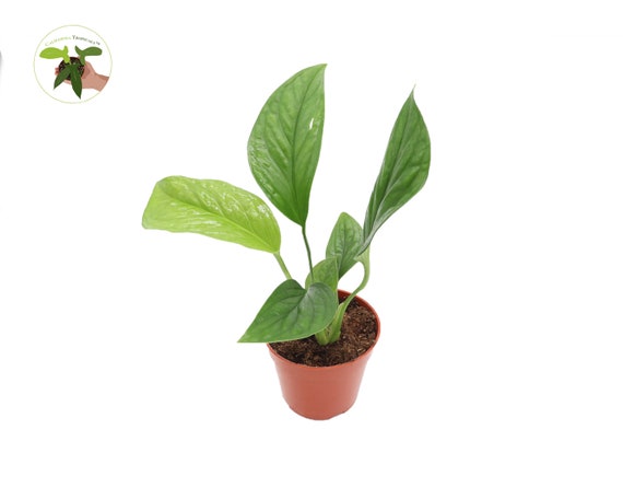 Monstera Pinnatipartita - 4'' From California Tropicals - Etsy