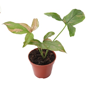 Syngonium Pink Splash -4&quot; from California Tropicals