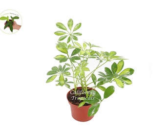 Schefflera Arboricola 'Gold Capella'  - 6'' from California Tropicals