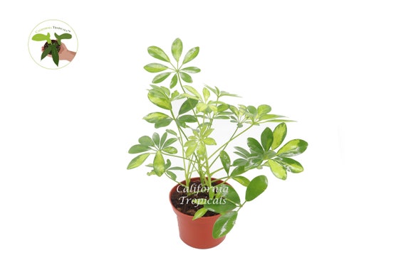 seeds for indoor plants Plant Growing Kits for Vegetables and Herbs - Starter Seed Kits