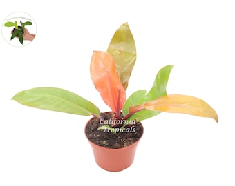 Philodendron (Prince of Orange) - 6" from California Tropicals