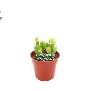 Zygocactus Rose Light Pink Christmas Cactus - 4&#39;&#39; from California Tropicals