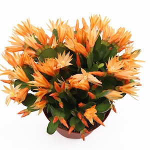 May include: A vibrant orange Christmas cactus in a brown pot. The plant features numerous spiky, star-shaped flowers in shades of orange and yellow, set against green, segmented leaves. The image is taken from a high-angle perspective.