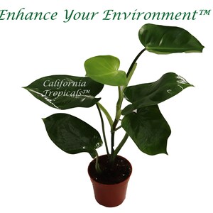 Philodendron Emerald Green  - 4'' from California Tropicals