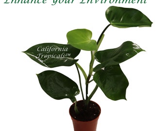 Philodendron Emerald Green  - 4'' from California Tropicals