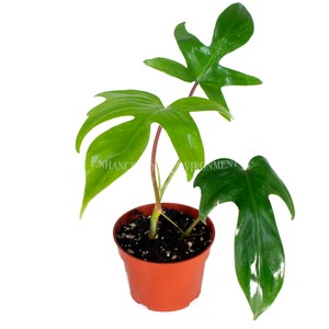 RARE - Philodendron Florida Beauty Red Stem - 4'' from California Tropicals