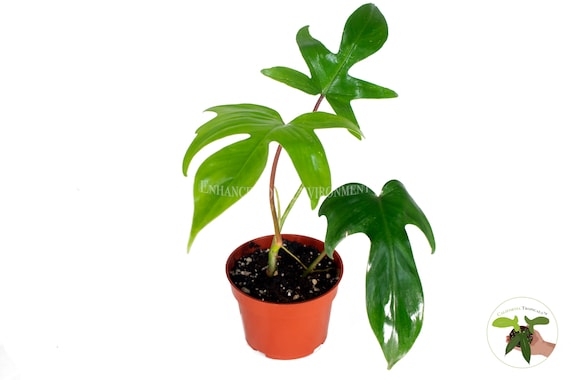 RARE - Philodendron Florida Beauty Red Stem - 4'' from California Tropicals