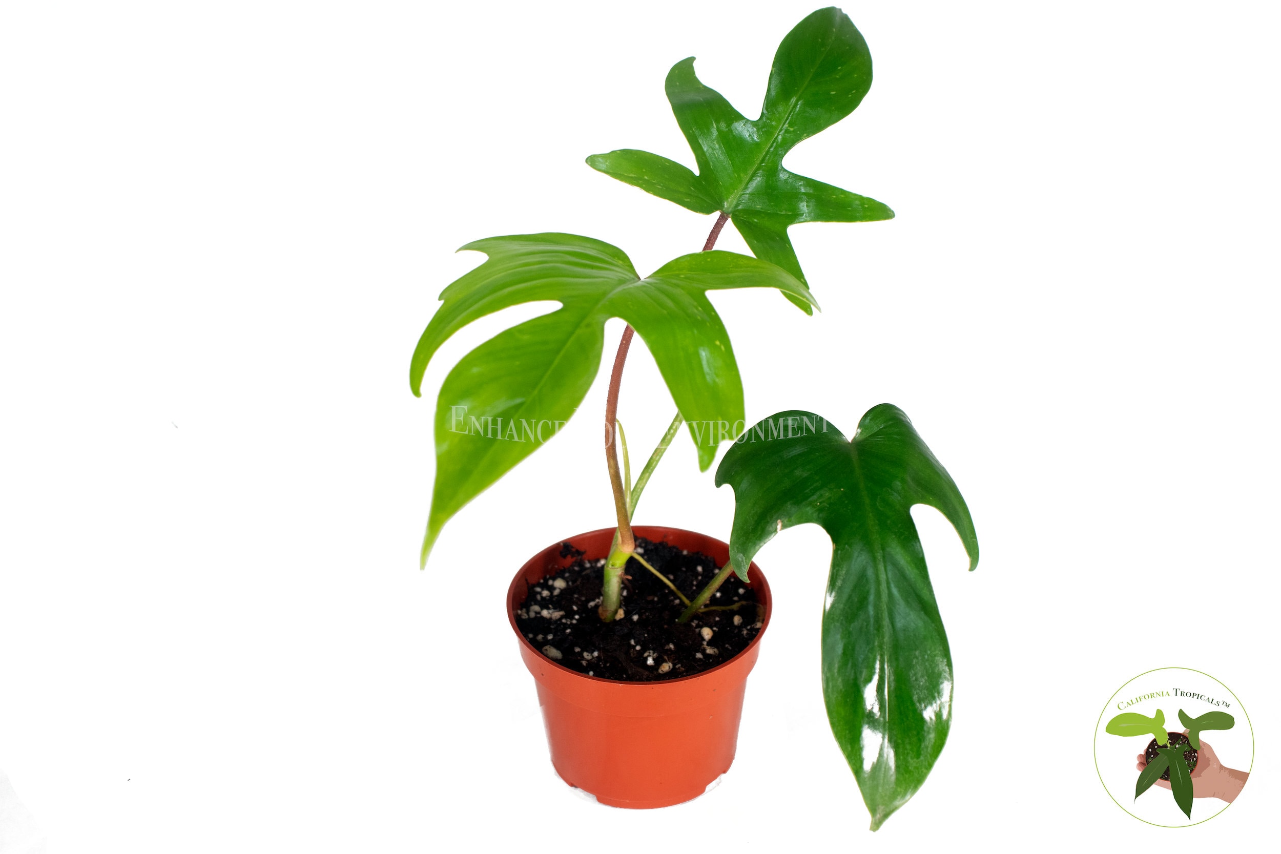 Rare Philodendron Florida Beauty Red Stem 4 From Etsy Singapore