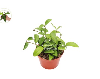 Green Jade Wax Plant - 6" from California Tropicals