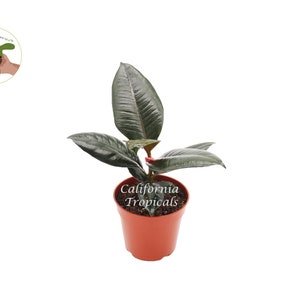 May include: A small potted plant with dark green leaves in a red plastic pot. The plant is labeled "California Tropicals".