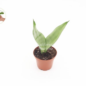 Sansevieria Moonshine - 2&#39;&#39; from California Tropicals