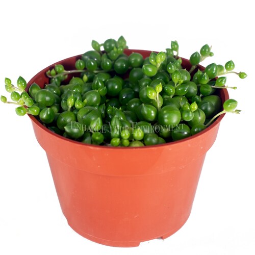 Three Plant Combo 3'' California Tropicals Fishbone Cactus Three Plant Combo 3'' California Tropicals Fishbone Cactus