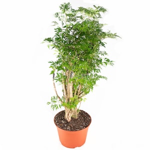 Ming Aralia - 6'' from California Tropicals