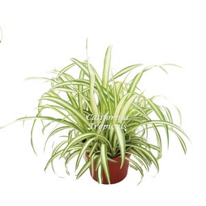 Ocean Spider Plant Variegated - 6'' from California Tropicals