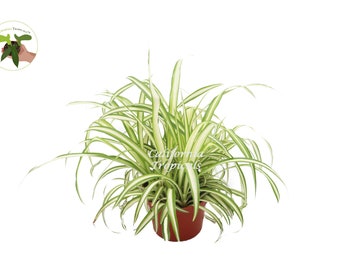 Ocean Spider Plant Variegated - 6'' from California Tropicals
