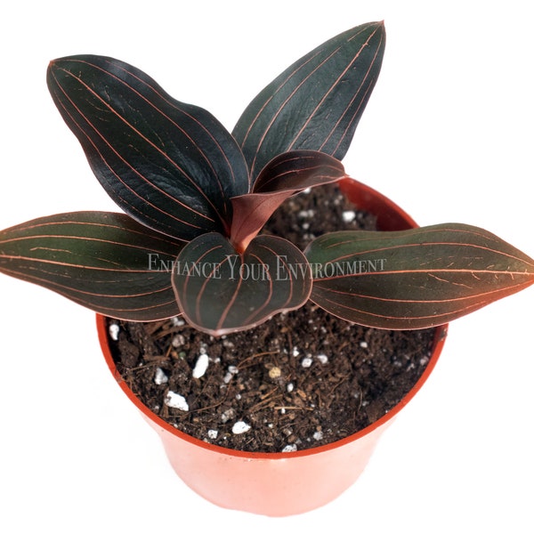 Black Jewel Orchid - 4" from California Tropicals