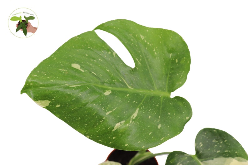 California Tropicals Monstera Thai Constellation - Thumbnail 2