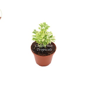 May include: A small potted plant with variegated green and white leaves. The plant is in a brown plastic pot with the text "California Tropicals" printed on the side.