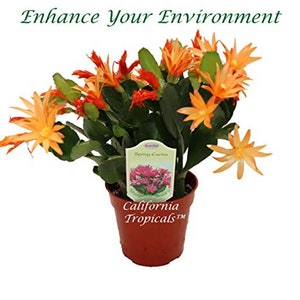 Spring Cactus - 4&quot; (Surprise color bloom) from California Tropicals