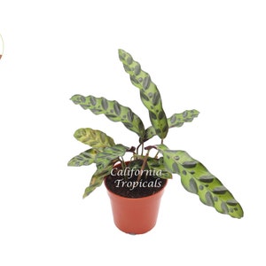 Calathea Rattlesnake Lancifolia - 4&#39;&#39; from California Tropicals