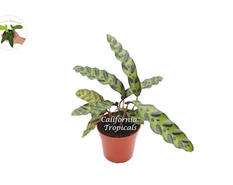 Calathea Rattlesnake Lancifolia - 4'' from California Tropicals