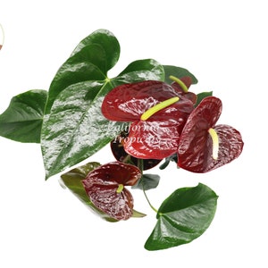 Puede incluir: Primer plano de una planta de Anturio roja con hojas verde oscuro. La planta tiene varias espatas rojas, o hojas modificadas, con un esp&aacute;dice amarillo, o espiga floral, en el centro.