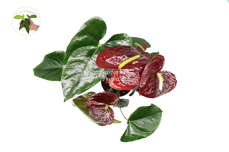 Puede incluir: Primer plano de una planta de Anturio roja con hojas verde oscuro. La planta tiene varias espatas rojas, o hojas modificadas, con un esp&aacute;dice amarillo, o espiga floral, en el centro.