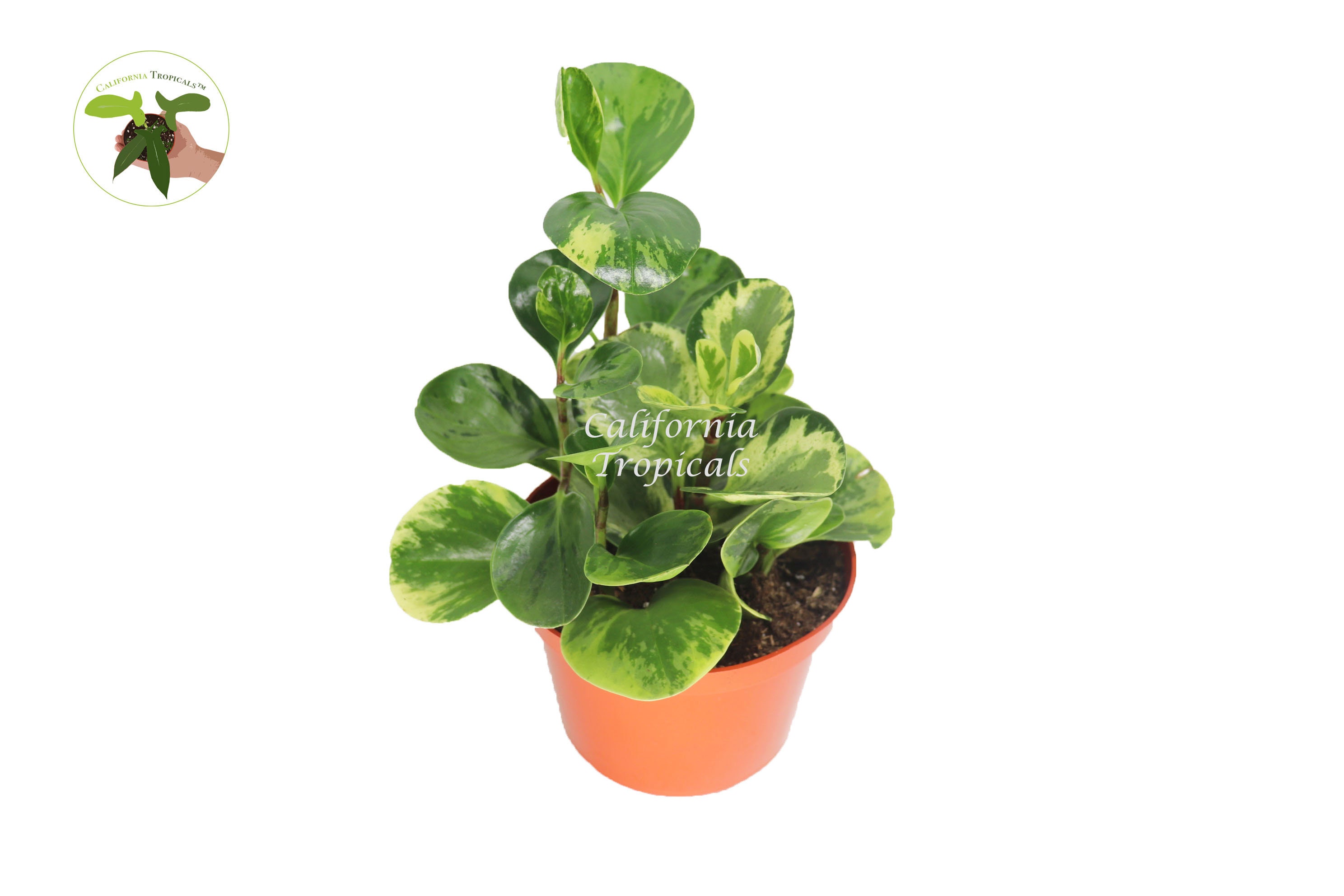 Peperomia Obtusifolia Marble - 6'' from California Tropicals