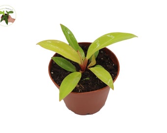 Philodendron Prince of Orange -2.5'' from California Tropicals