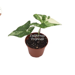 Syngonium Podophyllum Albo-Variegatum-2.5'' California Tropicals