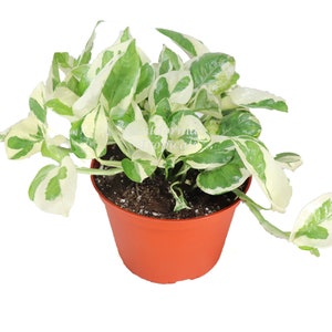 May include: A potted plant with variegated leaves in a terracotta pot. The leaves are green and white with a marbled pattern.