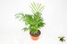 Victorian Parlor Palm (Neanthe Bella Palm) - 4'' from California Tropicals 