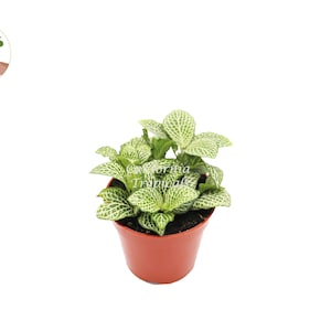 White Nerve Fittonia - 4&quot; from California Tropicals