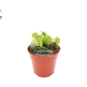 Pink Holiday Cactus, Christmas/Thanksgiving Hybrid- 4&#39;&#39; from California Tropicals