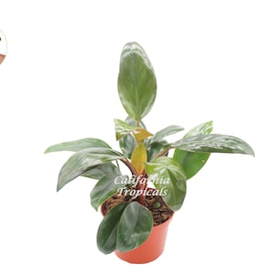 Philodendron Red Back - 6'' from California Tropicals